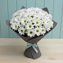 Букет цветов из:  Хризантемы #REPLACE_PRED# Кандалакше