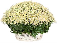 Цветочная композиция из Ромашки в корзине #REPLACE_PRED# Кандалакше